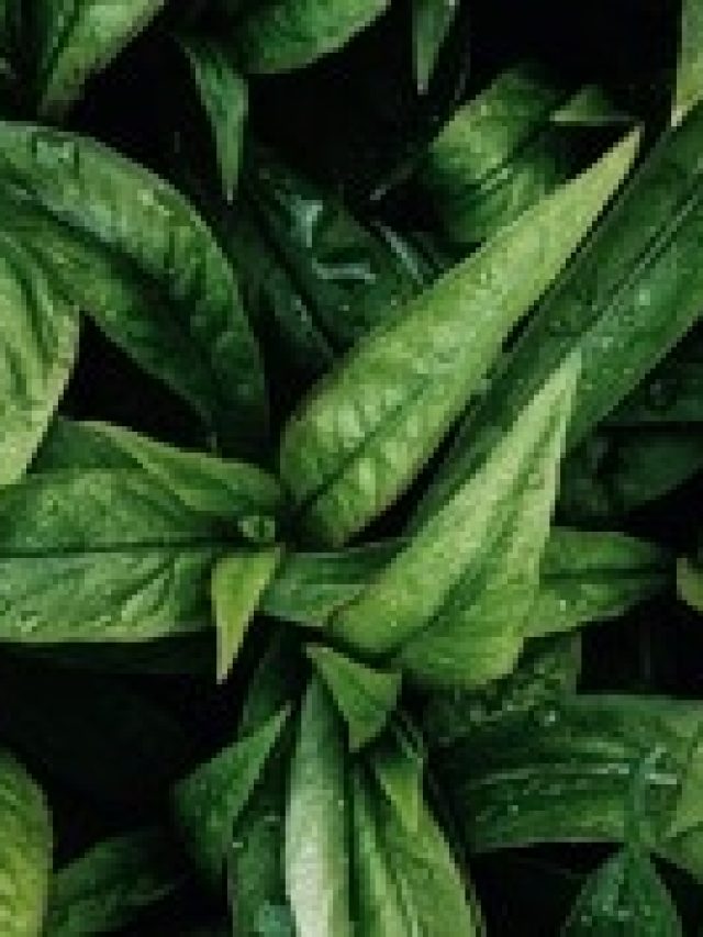 বুড়ো হলেও জেগে উঠবে পুরুষত্ব, খেতে হবে এই শাক ভাজা