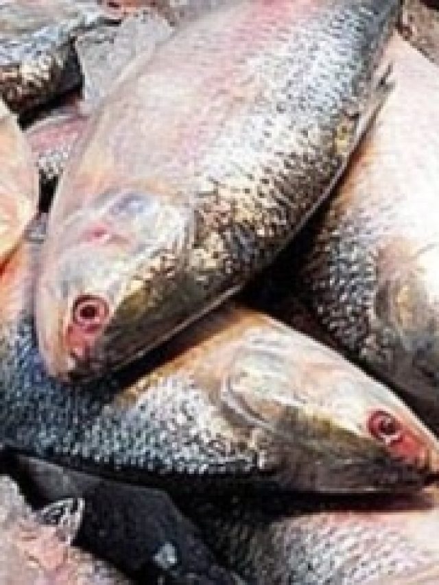 ইলিশ মাছের কোন অংশ সবচেয়ে বেশি সুস্বাদু? জানুন