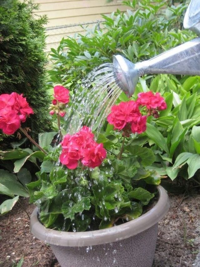 কখন-কতটা জল দেবেন গাছে? এই টিপস মানলেই ফুল-ফলে ভরবে বাগান