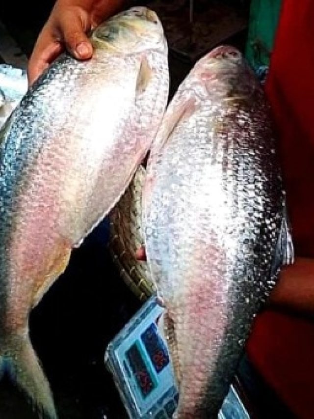 সুস্বাদু-টাটকা ইলিশ চিনবেন কীভাবে? জানুন নয়া কৌশল