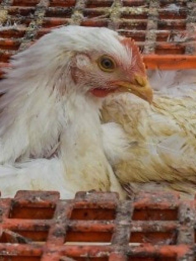 বার্ড ফ্লু ভয় ধরাচ্ছে, চিকেন-ডিম কি  খাওয়া যাবে? জানুন