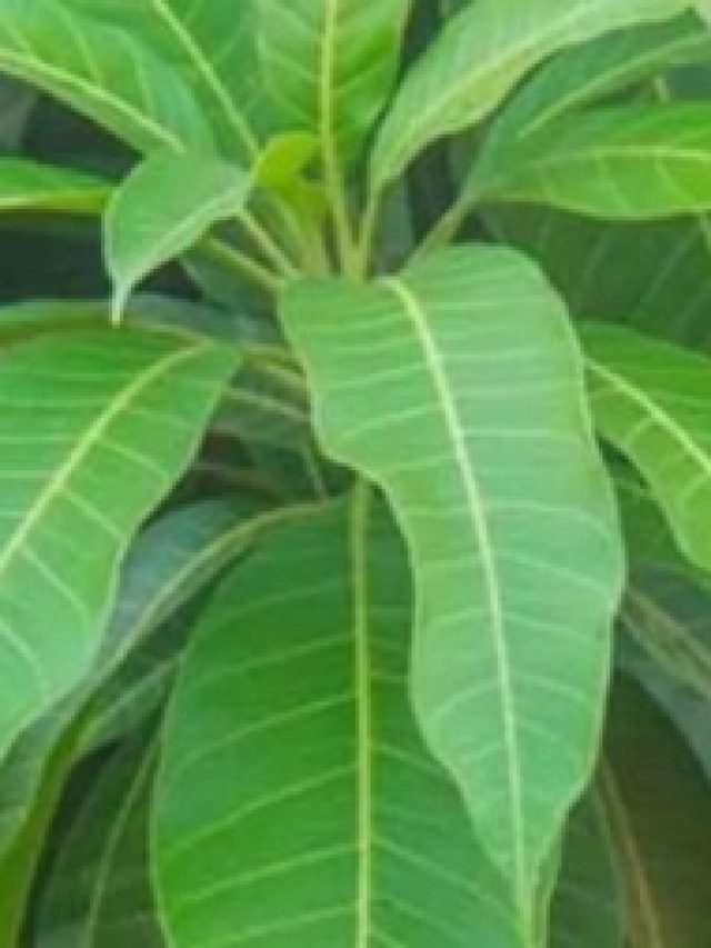 আম পাতা খেলেই পাবেন চরম সুখ, কীভাবে খাবেন?  জানুন