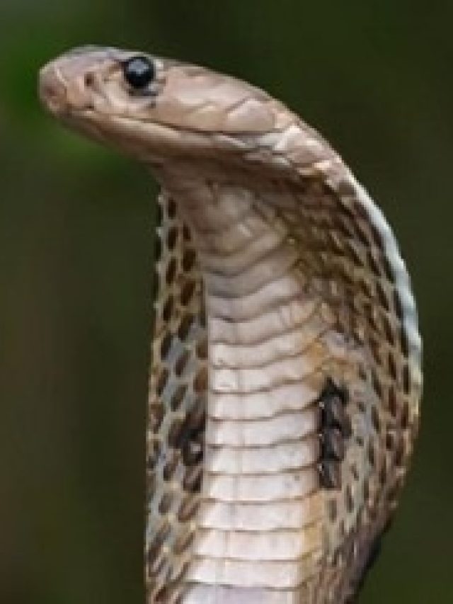 সাপের এই গুণ রপ্ত করলেই পুরুষরা সুখ পাবেন, বলেছেন চাণক্য