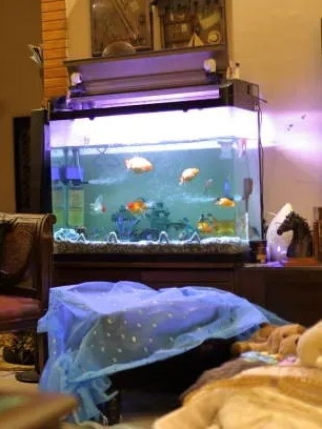 ঘরের অ্যাকোরিয়ামটি এইদিকে সরিয়ে ফেলুন, ভাগ্যের ম্যাজিক দেখুন