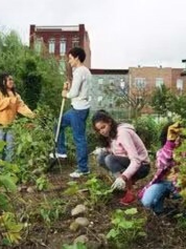 গরমের তাপ থেকে বাড়ির গাছপালাকে সবুজ রাখতে, মানুন এই টিপস