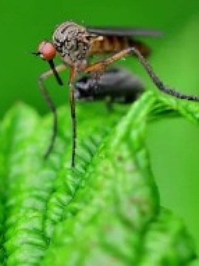 শুধু রেখে দিন এই মশলা, বাপ বাপ করে পালাবে মাছি