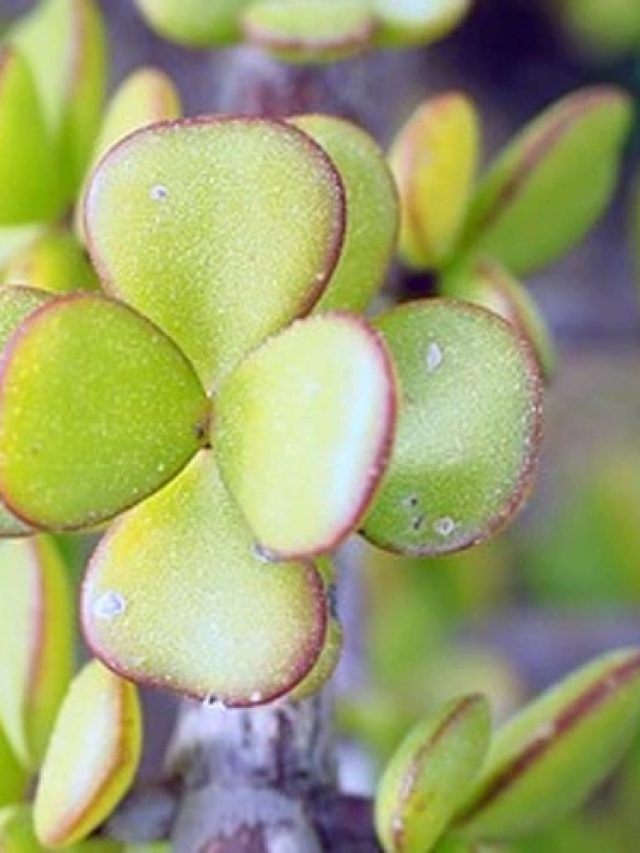 বাড়িতে নয়, অফিসে রাখতে হয় এই গাছ, তারপরই খেলা ঘুরবে