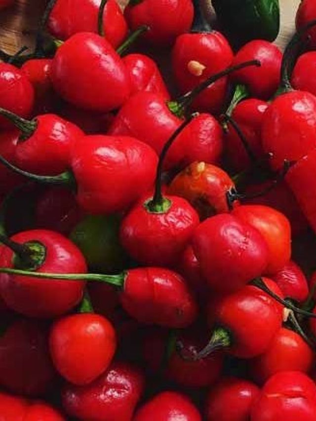 চেরি নয় এগুলো লঙ্কা, কাঁচা খাওয়া অসম্ভব; স্বাস্থ্যের জন্য ১ নম্বর