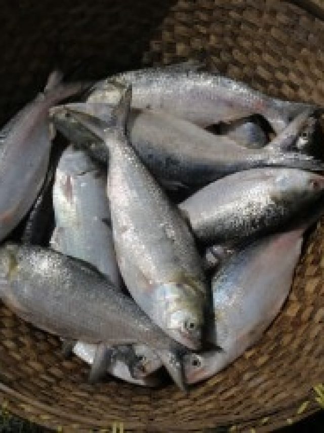 ইলিশ মাছ খাওয়া কি আদৌ উপকারী? জানুন