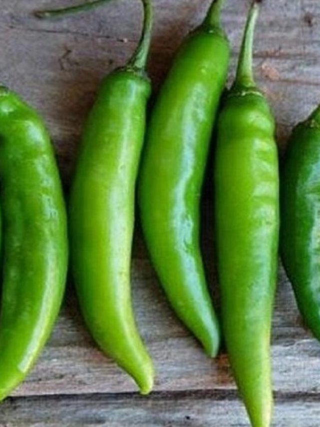 আর পচবে না, ফ্রিজে এভাবে রাখলেই কাঁচা লঙ্কা টাটকা থাকবে