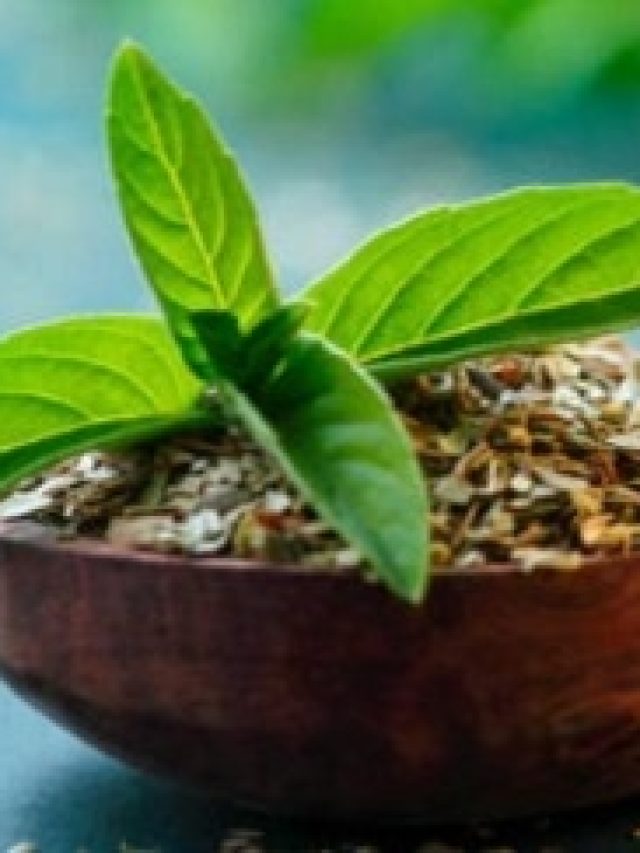 রোজ একটু তুলসীর বীজ, বুড়ো বয়সেও টানটান থাকবে  সবকিছু