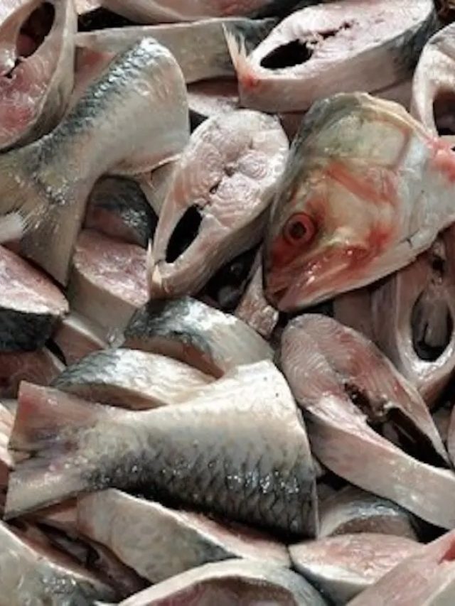 ইলিশকে পাত্তাই দেয় না এখানকার মানুষ, এই মাছের ভক্ত তাঁরা