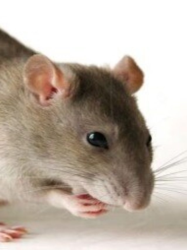 এই মশলা রেখে দিন, ঘর থেকে  বাপ বাপ করে  পালাবে ইঁদুর