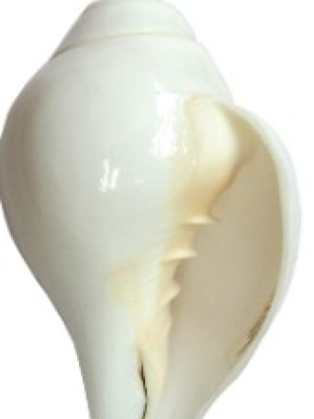 শাঁখ রাখতে হবে এভাবে, তবেই  সংসার হবে সুখের