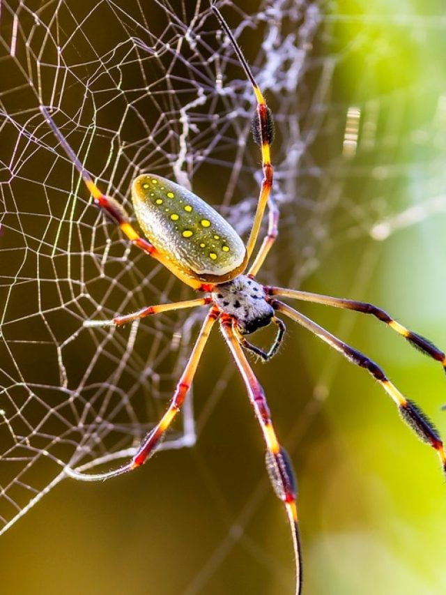 বাড়ির যেখানে- সেখানে মাকড়সার বারবার জাল বানাচ্ছে? এভাবে ভাগান