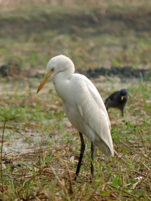 পুরুষের মধ্যে বক পাখির এই গুণ থাকতে হবে, পাগল হবে মেয়েরা