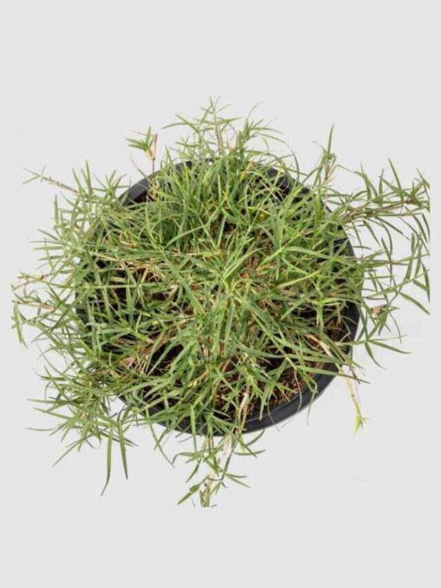 চুম্বকের মতো টাকা টানবে, বাড়ির ঠিক এদিকে লাগান দুর্বা ঘাস