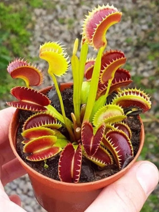 দেখতে সুন্দর হলেও এরা শিকারি, ভুলেও এই গাছ বাড়িতে নয়