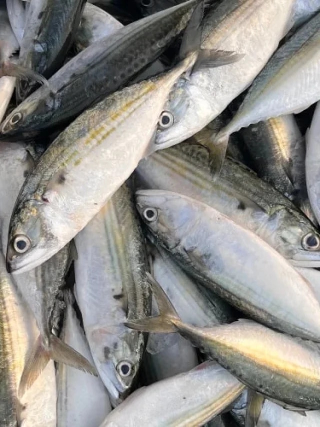 এই ৪ মাছ খাওয়া আর 'বিষ' খাওয়া সমান