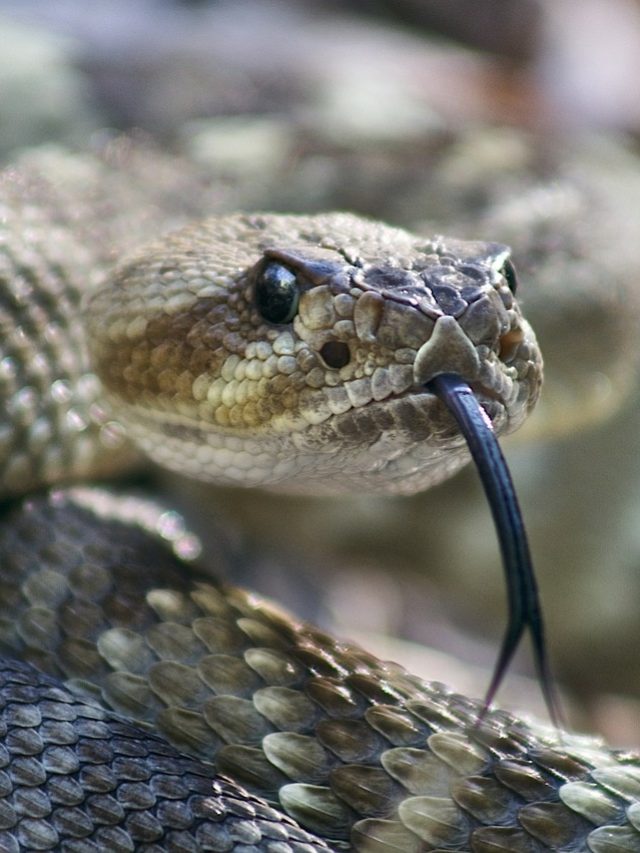 বর্ষায় বিষধর চন্দ্রবোড়া কামড়ালে কী করবেন? জেনে রাখাটা জরুরি