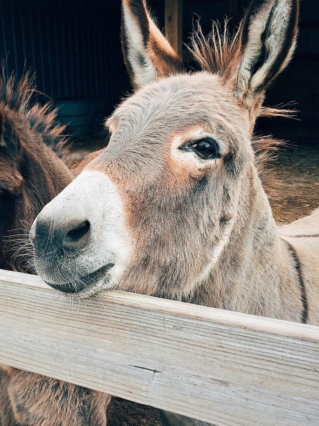 সফল হতে চাইলে গাধার এই ৫ গুণ শিখে নিন, অনেকেই জানেন না