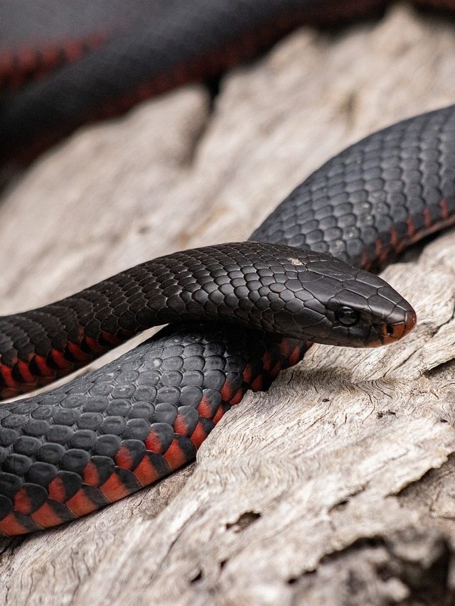 এই 'খাবারগুলো' থাকলে বাড়িতে ঢোকে সাপ