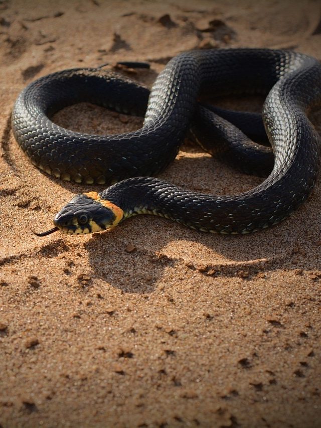 বর্ষা আসার আগেই করুন এই কাজ, বাড়িতে সাপ আসবে না