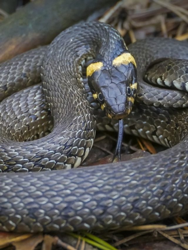 এই সব্জির রাখলে বাড়িতে ঢোকে না সাপ, বাপ বাপ বলে পালায়