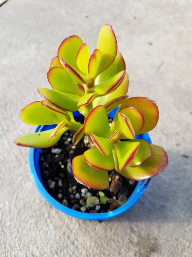 চুম্বকের মতো চোঁ চোঁ করে টাকা টানে, কোটিপতিদের বাড়িতে থাকে এই গাছ