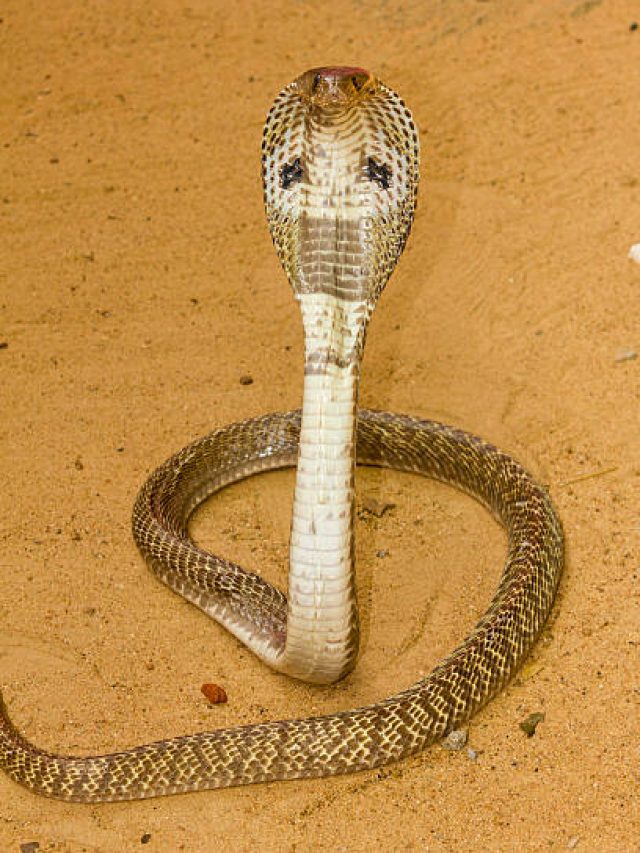 আশপাশে এই ৫ গাছ থাকার কারণেই বাড়িতে সাপ ঢোকে, কী কী জানুন