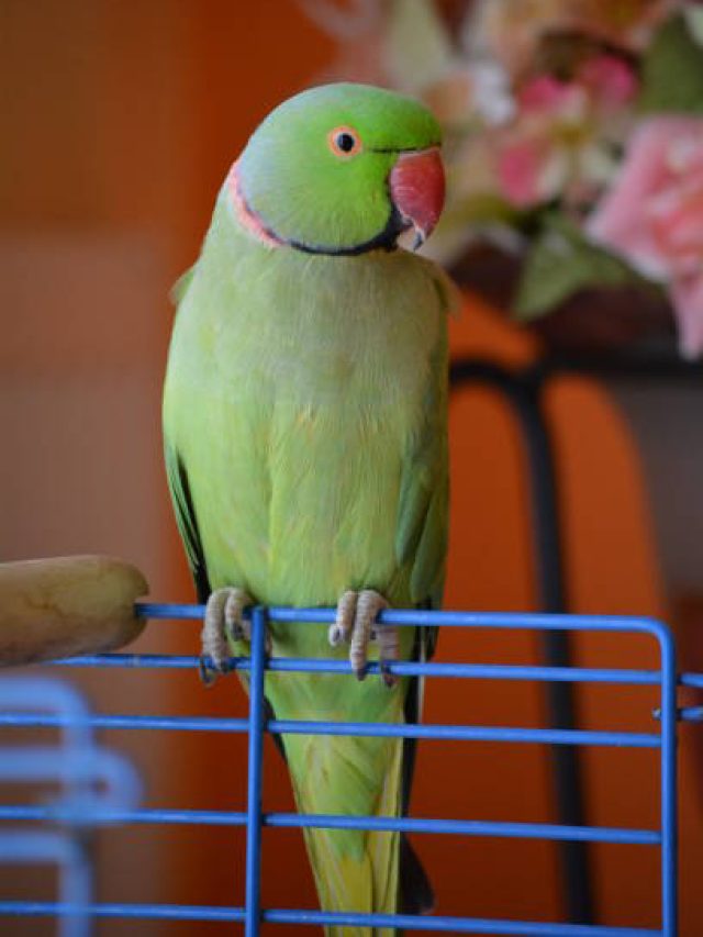 বাড়ির এদিকে তোতাপাখির খাঁচা রাখুন, উন্নতি কেউ রুখতে পারবে না