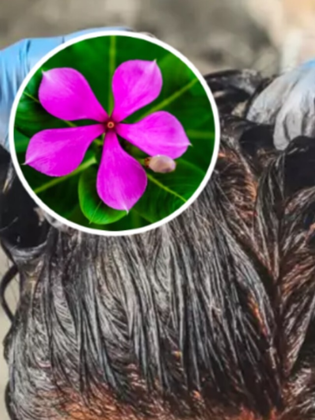 ন্যাচারাল হেয়ারডাই বানান বাংলার এই ফুলে, চুল হবে কুচকুচে কালো