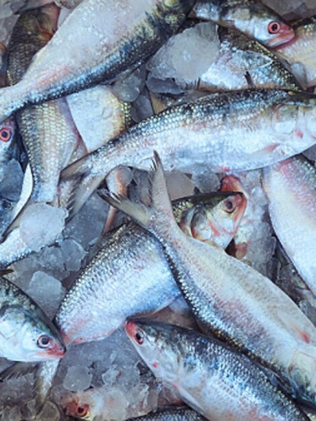 ইলিশ মাছ খেলে এসব উপকার পাওয়া যায়, আপনি জানেন?