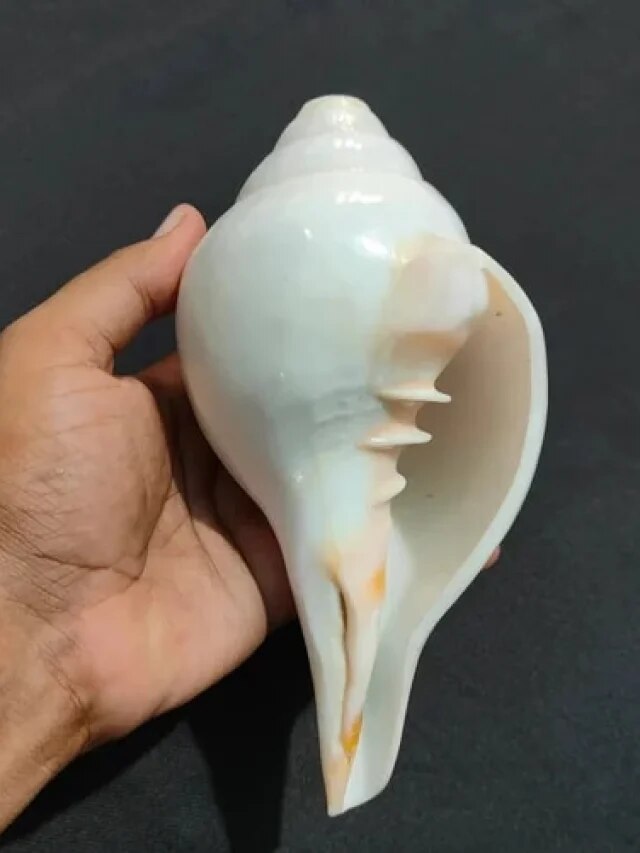 বাড়ির ঠিক এদিকে রাখুন শাঁখ, ব্যাস! তারপরই ম্যাজিক হবে