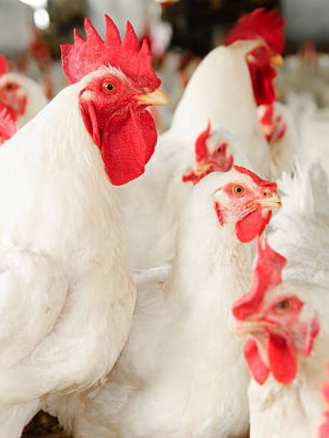বার্ড ফ্লু মুরগি দেখেই বুঝে যাবেন, রইল ৫ টিপস