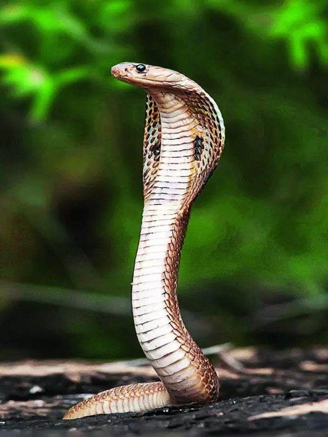 বাড়িতে লুকিয়ে সাপ, মাটির গন্ধ শুঁকে বোঝা যায়?