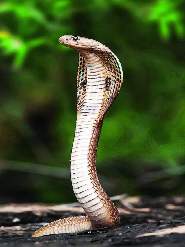 সাপে কামড়ানোর ঠিক পরেই কী করবেন আর কী করবেন না?