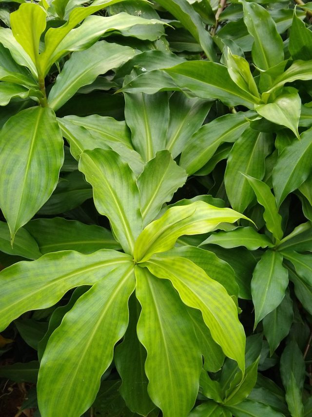 সস্তার এই পাতা প্রাকৃতিক ইনসুলিন, খেলেই তড়তড়িয়ে কমবে সুগার