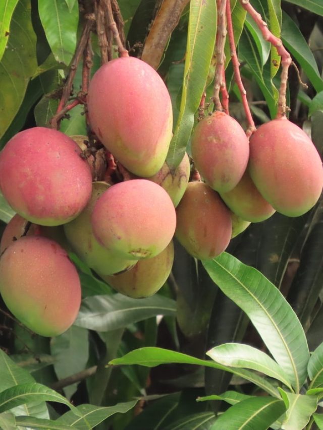 আম গাছ রয়েছে বাড়ির বাগানে? কী হয় জানুন