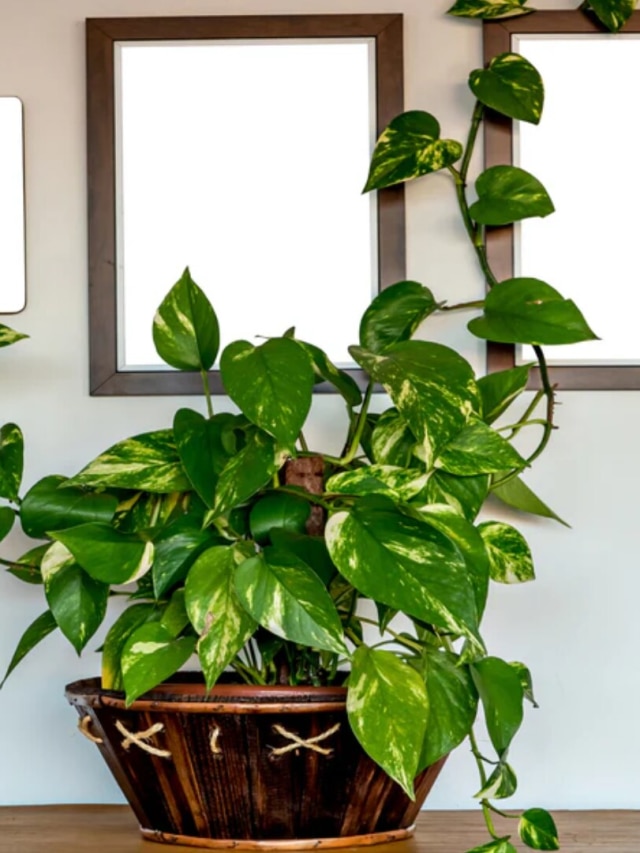 মানি প্ল্যান্ট নিয়ে এই ভুল করলেই বিপদ! ধনীকেও গরীব করবে