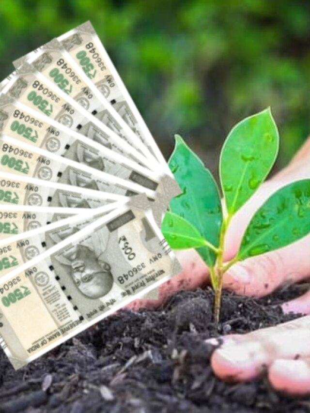 একমাসের মধ্যে টাকার বৃষ্টি, বাস্তু মেনে এদিকে এই গাছ লাগিয়ে দেখুন