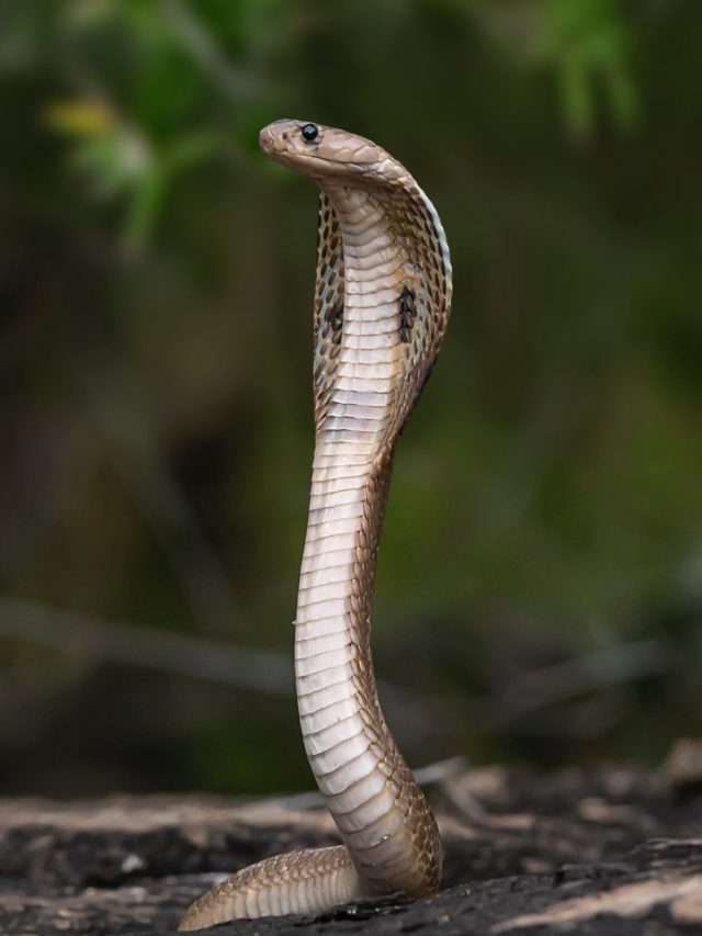 সাপ 'বিষধর' নাকি 'নির্বিষ'? ৪ চিহ্ন দেখলেই বুঝবেন