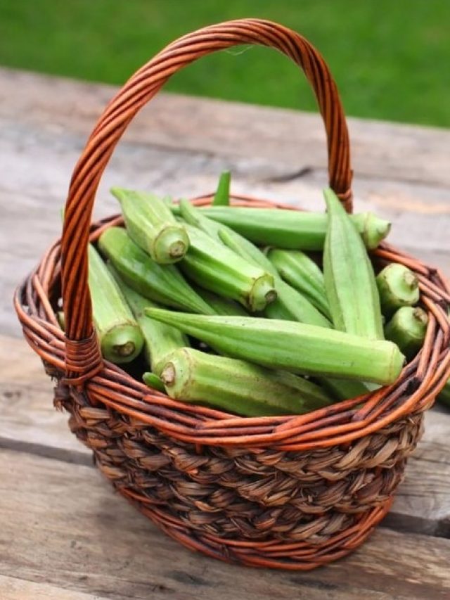 ল্যাতল্যাতে সবুজ সবজি বেশ পুষ্টিকর, কাদের জন্য 'বিষ' ঢেঁড়শ?