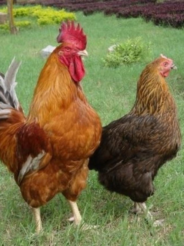 এই জাতের মুরগির মাংস খেতে সবচেয়ে টেস্টি হয়