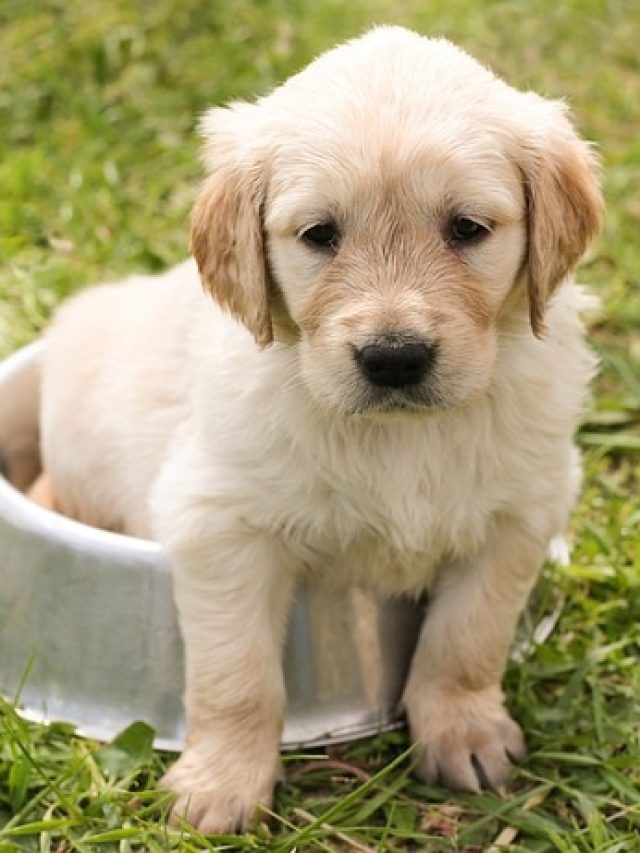 হাপুস হুপুস করে খাবে আপনার সোনা, শিখে নিন সহজে কুকুরদের চিকেন স্যুপ