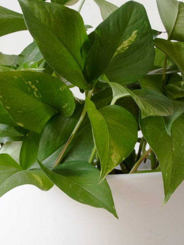 আশেপাশে এই ৫ গাছ থাকলে মন ভাল থাকে, ঘর সাজাতে কিনে আনুন