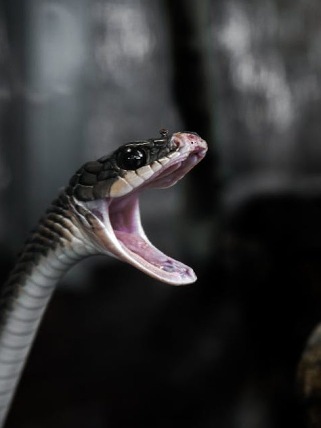 সাপে কামড়ানোর পর ১০০ মিনিট বাঁচার সময়, তখন ঠিক কী করবেন