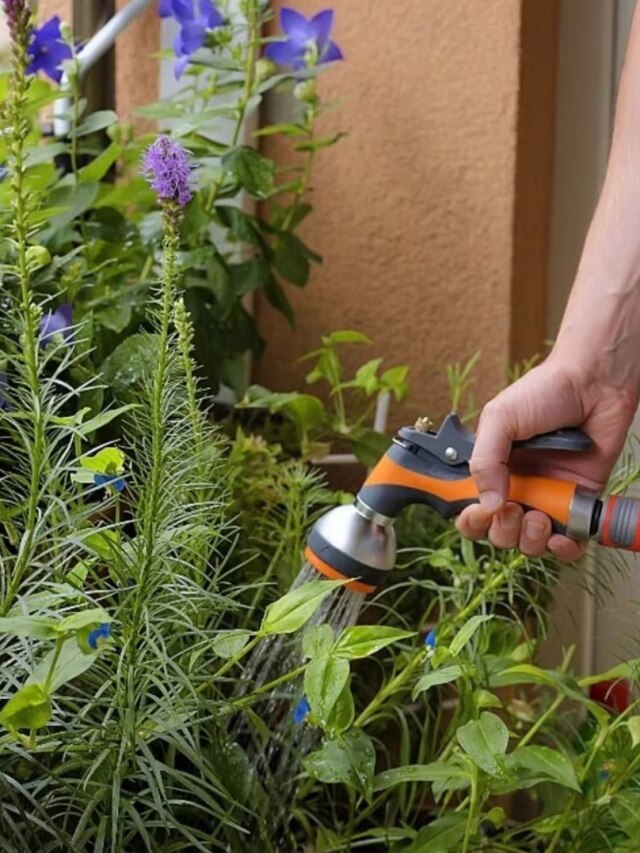 ব্যালকনিতে রাখুন এই ৭ গাছ, বুড়ো বয়সেও খেলা হবে