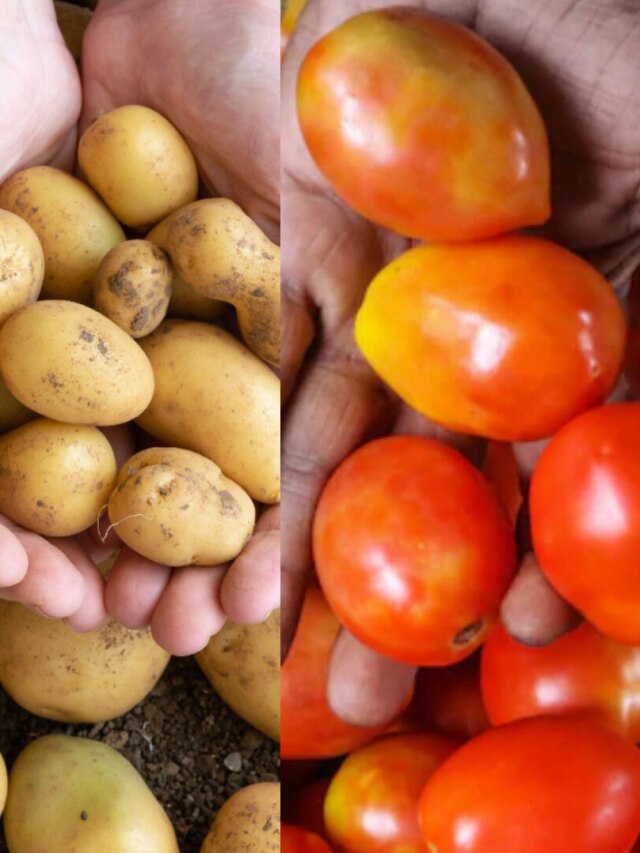 আলু ও টমেটোর এই অংশ বিষ, রান্নার আগে কেটে বাদ দিন