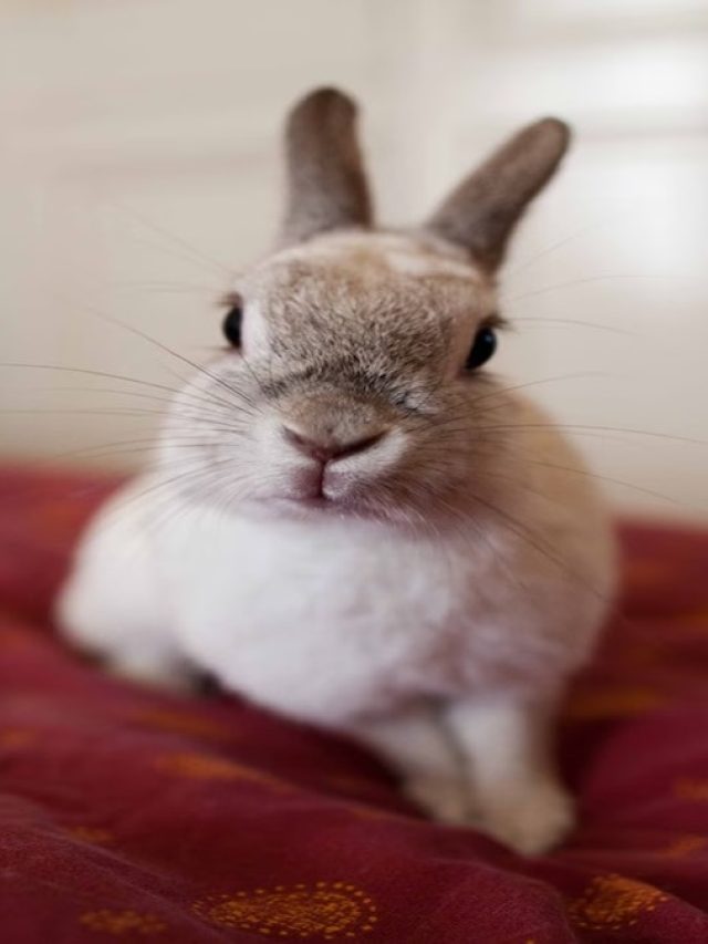 এই ২ প্রাণী বাড়িতে সমৃদ্ধি আনে, ধনী - সম্পদ উপচে পড়বে